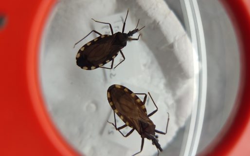 Alerta por vinchucas en Chubut: solicitan colaboración ciudadana para el monitoreo