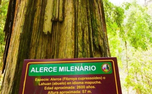 El Alerce Milenario en peligro: las llamas a pocos kilómetros del árbol más antiguo del país