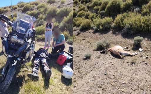 Un turista resultó herido tras chocar con un guanaco en la Ruta 3