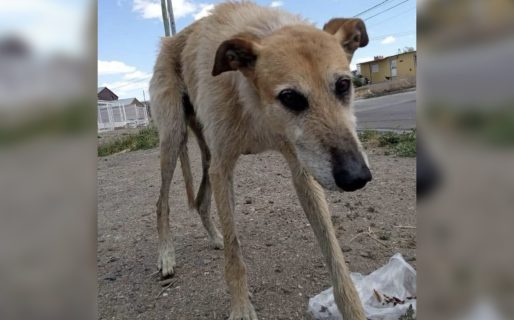 Buscan hogar para Larguirucho, un perro adulto que espera una segunda oportunidad