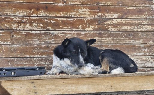 «Ejemplo de amor incondicional y lealtad»: Piche escapó de su hogar de tránsito y regresó a Sismográfica