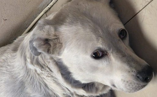 Una historia de dolor y fuerza: Perla fue rescatada en estado crítico y busca una familia