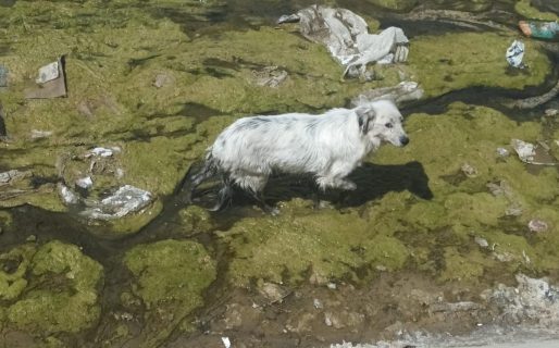 Piden ayuda urgente para rescatar a un perrito atrapado en el canal de la Roca