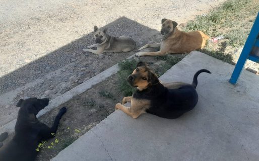 El desesperado pedido de una mascotera: «Ya no tengo nada de alimento y no me voy a rendir»