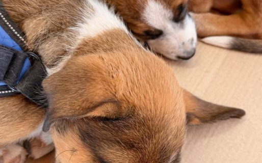 <strong>Dos cachorros rescatados en Rada Tilly necesitan una cucha en su hogar de tránsito</strong>