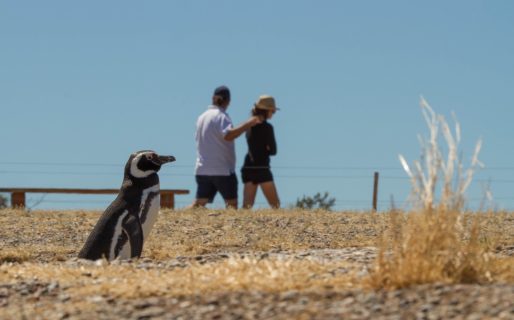 Más de 17.500 personas disfrutaron de las Áreas Naturales Protegidas de Chubut durante el primer fin de semana del año