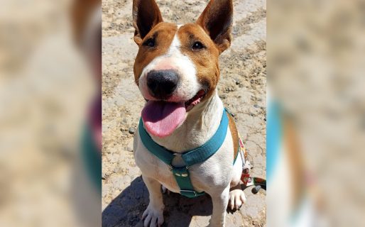 Buscan adopción responsable para Luca, un bull terrier alojado en el Dispensario Canino