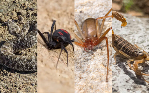 Animales ponzoñosos: recomendaciones para la prevención y primeros auxilios