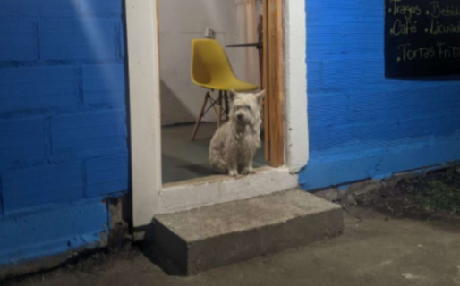 “Lo cuidaste hasta el final”: el emotivo mensaje por la perra del hombre fallecido en Ruta 40