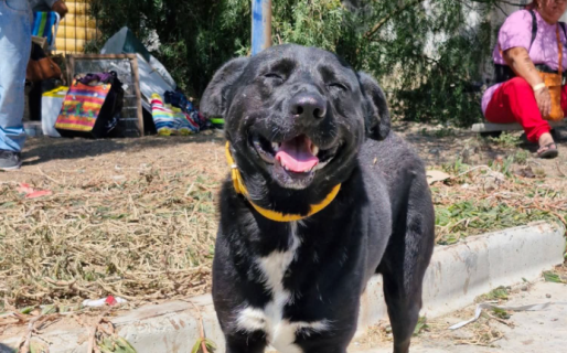 Piden collares y correas para animales rescatados en Sismográfica