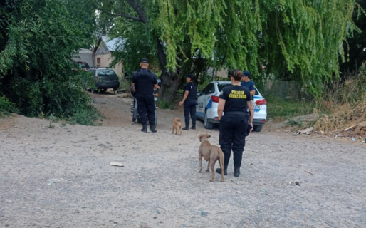 Rescataron a una pitbull y sus 5 cachorros tras un allanamiento por maltrato animal en Las Orquídeas