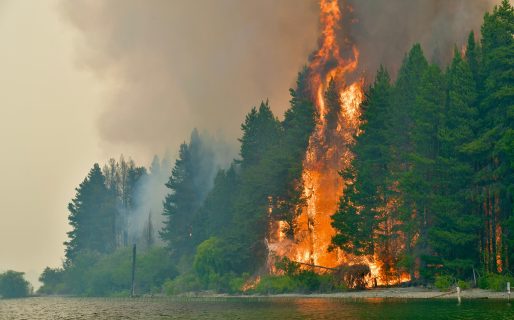 Incendio forestal en Puerto Patriada: “Se determinó que fue intencional no solo por el uso de un acelerante del fuego, sino por el lugar donde se inició”