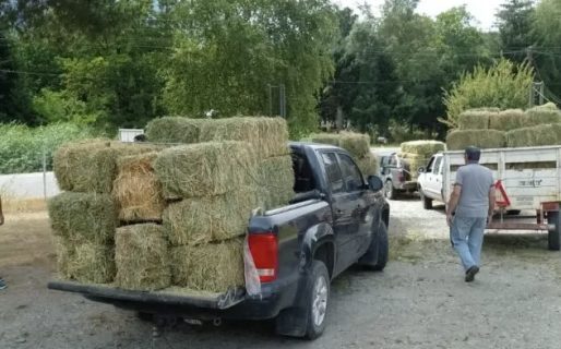 Asisten a productores afectados por los incendios con forraje y apoyo integral