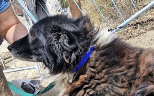 Rescate que conmueve: un perro anciano volvió a los brazos de su familia