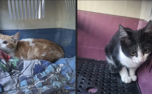 Solicitan donaciones de piedras sanitarias para gatos rescatados de Sismográfica