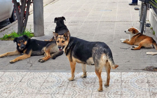 Registraron más de 100 infracciones por animales sin supervisión en calles y playas