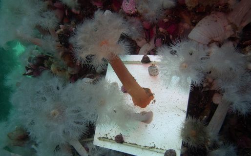 Se triplicó la cantidad de especies exóticas en el puerto de Madryn