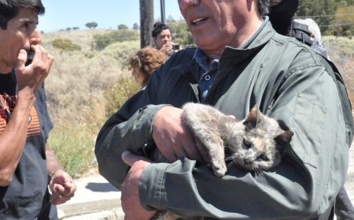 “Tenemos nuestras mascotas en la casas. Son parte de nuestra familia”