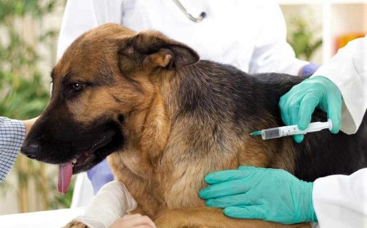 Realizarán una jornada gratuita de vacunación antirrábica en KM3