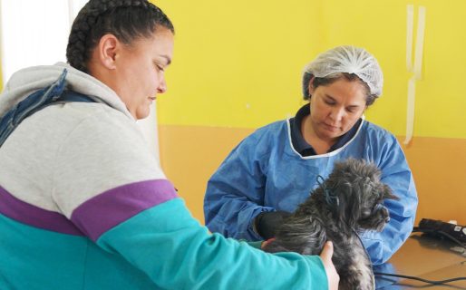 Los turnos para castración se solicitarán este jueves por teléfono