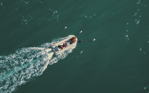 La tonina overa, uno de los delfines más pequeños del mundo, habita el litoral chubutense