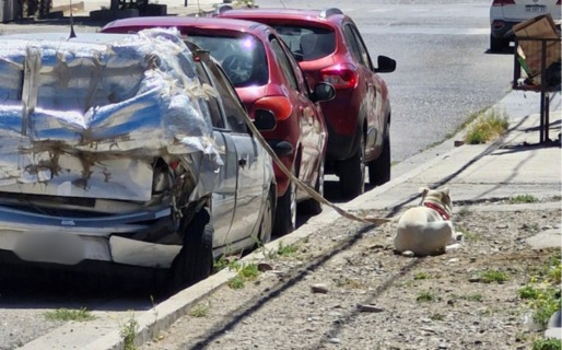 Piden intervención por un animal sujeto a un vehículoen Km 3
