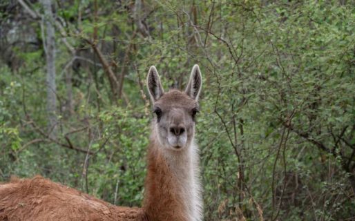 Cazaron y faenaron un guanaco en Nahuel Huapi: la Justicia les impuso una multa de $6 millones