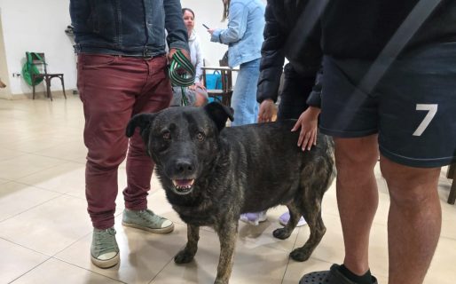Voluntarios desafían el peligro para rescatar mascotas en el barrio Sismográfica