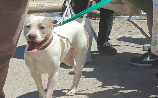 Alerta en barrio Sismográfica: advierten riesgo inminente de colapso y piden retirar animales de inmediato