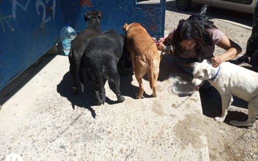 Rescatistas piden hogares de tránsito y adopción urgente para animales de Sismográfica