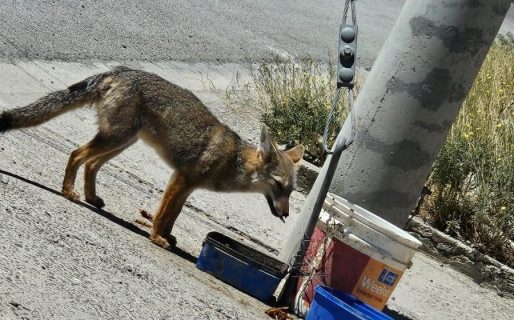 <strong>Alerta en Rada Tilly por la presencia de zorros: piden no alimentarlos para proteger el ecosistema</strong>