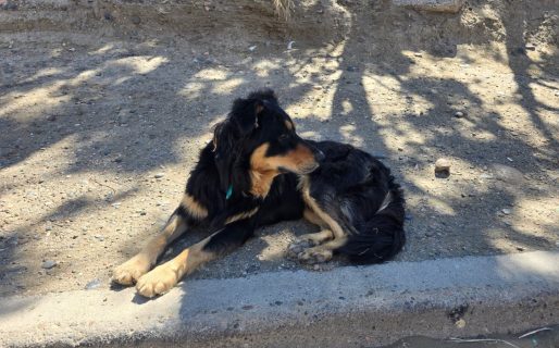 Rescatistas advierten que sin hogares de tránsito no podrán continuar los rescates en el Cerro Hermitte
