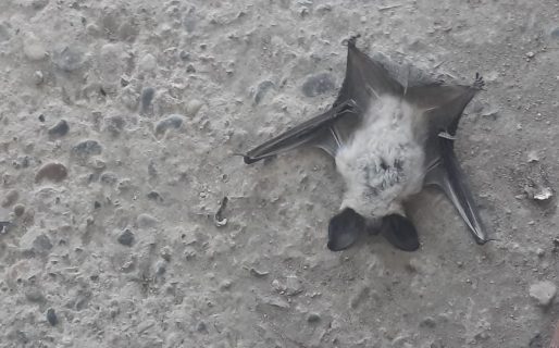 Escalofriante hallazgo: encontraron un murciélago en su patio