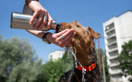 Cómo proteger a perros y gatos del golpe de calor en días de altas temperaturas