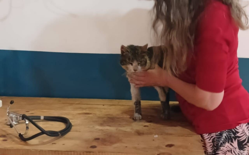 Incendio en Puerto Patriada: organizan asistencia veterinaria y redes solidarias para ayudar a los animales