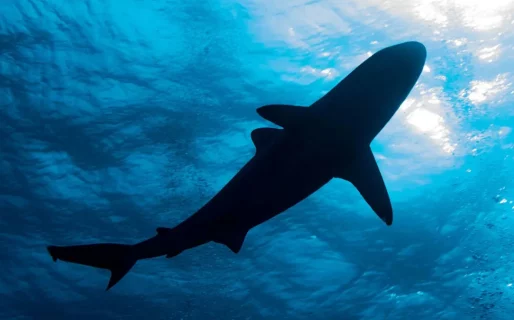 Conmoción en las Islas Vírgenes: una turista murió tras el ataque de un tiburón