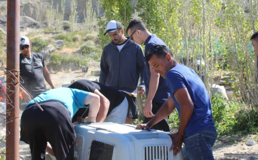 A solicitud de la Fiscalía, Veterinaria intervino en Sismográfica para rescatar y asistir a las mascotas