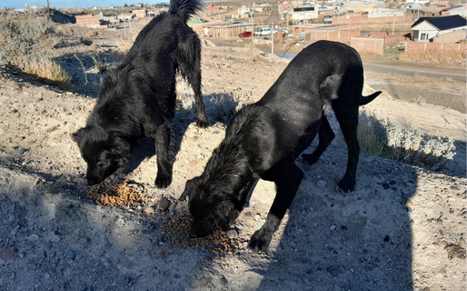 Inician colecta solidaria para la compra de alimento destinado a perros y gatos de la calle