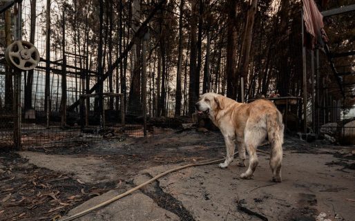 Una clínica veterinaria de Esquel recibe donaciones para los animales afectados por el incendio en el Parque Nacional Los Alerces