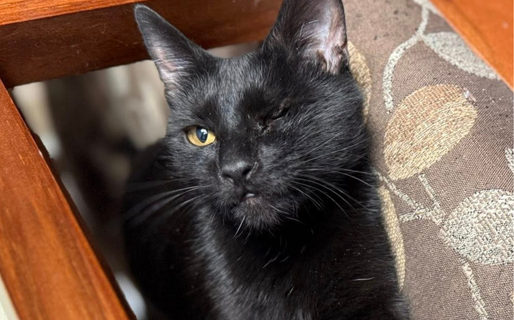 Buscan a una gata que se extravió en la zona de la Avenida Kennedy