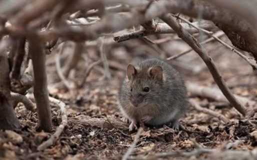 Incendios en la Cordillera: advierten sobre el riesgo de Hantavirus por el desplazamiento de roedores