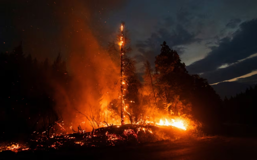 La provincia ya perdió 22 mil hectáreas por los incendios y advierten que “los bosques nativos están desapareciendo”