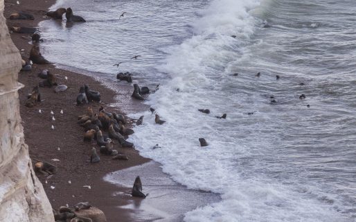 Chubut refuerza la prevención contra la Influenza Aviar durante la temporada estival