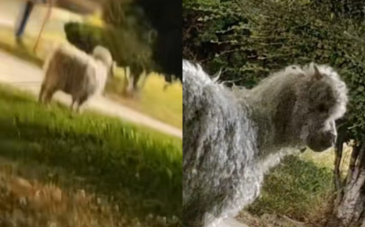 El «caniche» que sacaron a pasear en una plaza del centro