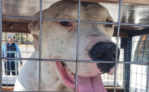 «No son abandonados, son esperados»: la campaña para resguardar a los perros y gatos de las familias evacuadas