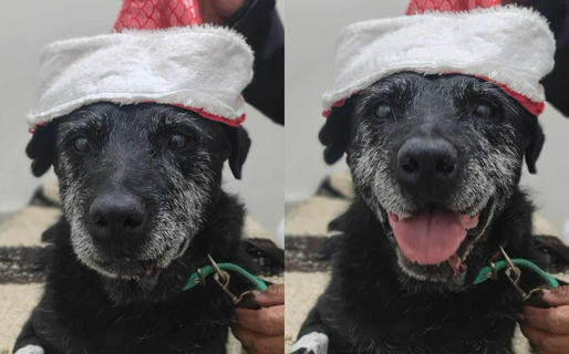 Paco superó un tratamiento oncológico y espera una adopción responsable