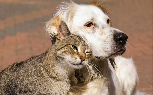Cómo prevenir el golpe de calor en las mascotas durante el verano