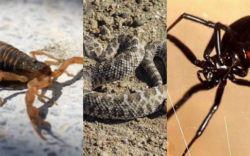 Picaduras de arañas, alacranes y yararás: «es de gran utilidad reconocer el tipo animal que causó la mordedura»