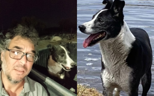 Apareció Samuel, el perro que se había perdido en Ruta 40