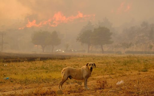Incendios en la Comarca Andina: difunden recomendaciones para asistir a mascotas con quemaduras